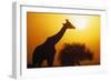 Silhouette of Giraffe at Sunrise-null-Framed Photographic Print