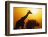 Silhouette of Giraffe at Sunrise-null-Framed Photographic Print