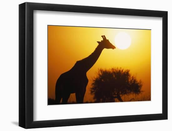 Silhouette of Giraffe at Sunrise-null-Framed Photographic Print