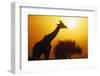 Silhouette of Giraffe at Sunrise-null-Framed Photographic Print