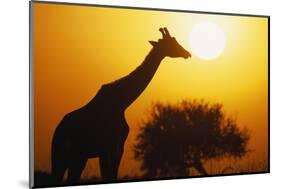 Silhouette of Giraffe at Sunrise-null-Mounted Photographic Print