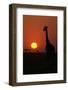 Silhouette of giraffe (Giraffa camelopardalis) at sunset, Serengeti National Park, Tanzania, East A-null-Framed Photographic Print