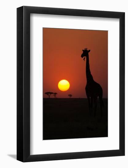 Silhouette of giraffe (Giraffa camelopardalis) at sunset, Serengeti National Park, Tanzania, East A-null-Framed Photographic Print