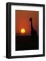 Silhouette of giraffe (Giraffa camelopardalis) at sunset, Serengeti National Park, Tanzania, East A-null-Framed Photographic Print