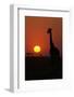 Silhouette of giraffe (Giraffa camelopardalis) at sunset, Serengeti National Park, Tanzania, East A-null-Framed Photographic Print