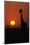 Silhouette of giraffe (Giraffa camelopardalis) at sunset, Serengeti National Park, Tanzania, East A-null-Mounted Photographic Print