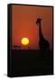 Silhouette of giraffe (Giraffa camelopardalis) at sunset, Serengeti National Park, Tanzania, East A-null-Framed Stretched Canvas