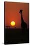 Silhouette of giraffe (Giraffa camelopardalis) at sunset, Serengeti National Park, Tanzania, East A-null-Stretched Canvas