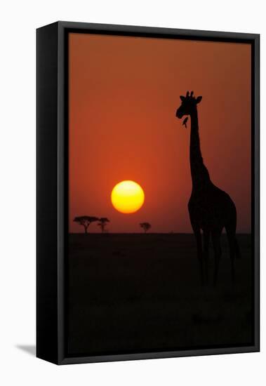 Silhouette of giraffe (Giraffa camelopardalis) at sunset, Serengeti National Park, Tanzania, East A-null-Framed Stretched Canvas