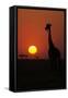 Silhouette of giraffe (Giraffa camelopardalis) at sunset, Serengeti National Park, Tanzania, East A-null-Framed Stretched Canvas