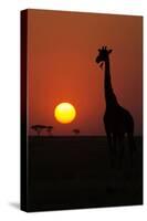 Silhouette of giraffe (Giraffa camelopardalis) at sunset, Serengeti National Park, Tanzania, East A-null-Stretched Canvas