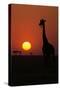 Silhouette of giraffe (Giraffa camelopardalis) at sunset, Serengeti National Park, Tanzania, East A-null-Stretched Canvas