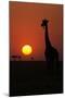 Silhouette of giraffe (Giraffa camelopardalis) at sunset, Serengeti National Park, Tanzania, East A-null-Mounted Photographic Print