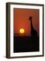 Silhouette of giraffe (Giraffa camelopardalis) at sunset, Serengeti National Park, Tanzania, East A-null-Framed Photographic Print