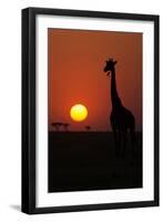 Silhouette of giraffe (Giraffa camelopardalis) at sunset, Serengeti National Park, Tanzania, East A-null-Framed Photographic Print