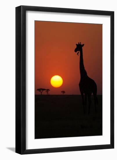 Silhouette of giraffe (Giraffa camelopardalis) at sunset, Serengeti National Park, Tanzania, East A-null-Framed Photographic Print