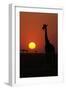 Silhouette of giraffe (Giraffa camelopardalis) at sunset, Serengeti National Park, Tanzania, East A-null-Framed Photographic Print