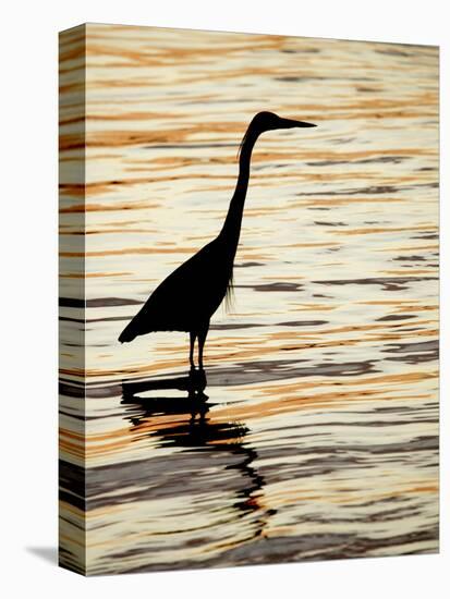 Silhouette of Great Blue Heron in Water at Sunset, Sanibel Fishing Pier, Sanibel, Florida, USA-Arthur Morris.-Stretched Canvas