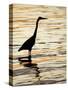 Silhouette of Great Blue Heron in Water at Sunset, Sanibel Fishing Pier, Sanibel, Florida, USA-Arthur Morris.-Stretched Canvas