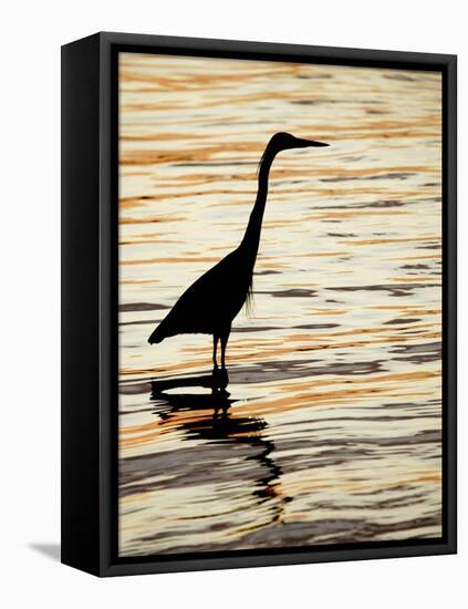 Silhouette of Great Blue Heron in Water at Sunset, Sanibel Fishing Pier, Sanibel, Florida, USA-Arthur Morris.-Framed Stretched Canvas