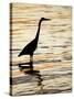 Silhouette of Great Blue Heron in Water at Sunset, Sanibel Fishing Pier, Sanibel, Florida, USA-Arthur Morris.-Stretched Canvas