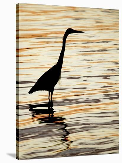 Silhouette of Great Blue Heron in Water at Sunset, Sanibel Fishing Pier, Sanibel, Florida, USA-Arthur Morris.-Stretched Canvas