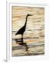 Silhouette of Great Blue Heron in Water at Sunset, Sanibel Fishing Pier, Sanibel, Florida, USA-Arthur Morris.-Framed Premium Photographic Print