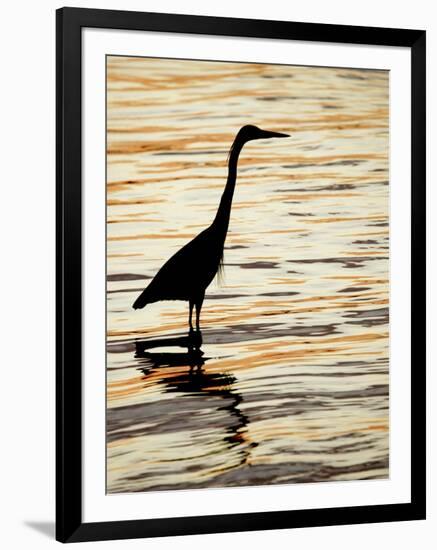 Silhouette of Great Blue Heron in Water at Sunset, Sanibel Fishing Pier, Sanibel, Florida, USA-Arthur Morris.-Framed Premium Photographic Print