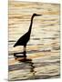 Silhouette of Great Blue Heron in Water at Sunset, Sanibel Fishing Pier, Sanibel, Florida, USA-Arthur Morris.-Mounted Premium Photographic Print