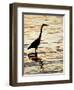 Silhouette of Great Blue Heron in Water at Sunset, Sanibel Fishing Pier, Sanibel, Florida, USA-Arthur Morris.-Framed Photographic Print