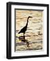 Silhouette of Great Blue Heron in Water at Sunset, Sanibel Fishing Pier, Sanibel, Florida, USA-Arthur Morris.-Framed Photographic Print