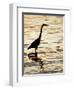 Silhouette of Great Blue Heron in Water at Sunset, Sanibel Fishing Pier, Sanibel, Florida, USA-Arthur Morris.-Framed Photographic Print