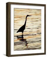 Silhouette of Great Blue Heron in Water at Sunset, Sanibel Fishing Pier, Sanibel, Florida, USA-Arthur Morris.-Framed Photographic Print