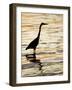 Silhouette of Great Blue Heron in Water at Sunset, Sanibel Fishing Pier, Sanibel, Florida, USA-Arthur Morris.-Framed Photographic Print