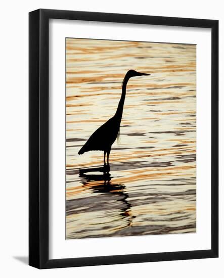 Silhouette of Great Blue Heron in Water at Sunset, Sanibel Fishing Pier, Sanibel, Florida, USA-Arthur Morris.-Framed Photographic Print