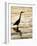 Silhouette of Great Blue Heron in Water at Sunset, Sanibel Fishing Pier, Sanibel, Florida, USA-Arthur Morris.-Framed Photographic Print