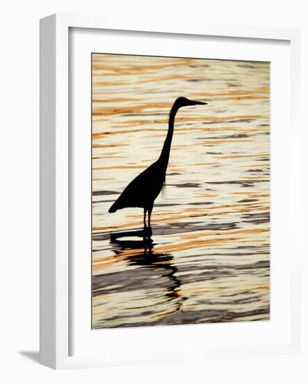 Silhouette of Great Blue Heron in Water at Sunset, Sanibel Fishing Pier, Sanibel, Florida, USA-Arthur Morris.-Framed Photographic Print