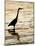 Silhouette of Great Blue Heron in Water at Sunset, Sanibel Fishing Pier, Sanibel, Florida, USA-Arthur Morris.-Mounted Photographic Print