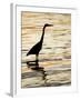 Silhouette of Great Blue Heron in Water at Sunset, Sanibel Fishing Pier, Sanibel, Florida, USA-Arthur Morris.-Framed Photographic Print