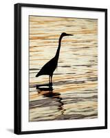 Silhouette of Great Blue Heron in Water at Sunset, Sanibel Fishing Pier, Sanibel, Florida, USA-Arthur Morris.-Framed Photographic Print