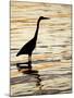 Silhouette of Great Blue Heron in Water at Sunset, Sanibel Fishing Pier, Sanibel, Florida, USA-Arthur Morris.-Mounted Photographic Print