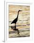 Silhouette of Great Blue Heron in Water at Sunset, Sanibel Fishing Pier, Sanibel, Florida, USA-Arthur Morris.-Framed Photographic Print