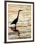 Silhouette of Great Blue Heron in Water at Sunset, Sanibel Fishing Pier, Sanibel, Florida, USA-Arthur Morris.-Framed Photographic Print