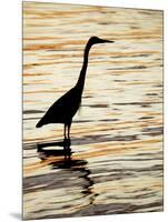 Silhouette of Great Blue Heron in Water at Sunset, Sanibel Fishing Pier, Sanibel, Florida, USA-Arthur Morris.-Mounted Photographic Print