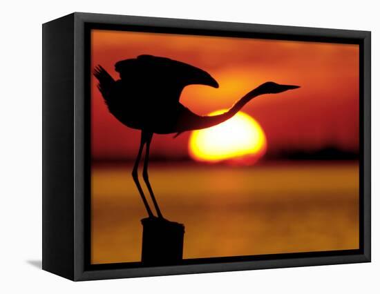 Silhouette of Great Blue Heron Stretching Neck at Sunset, Fort De Soto Park, St. Petersburg-Arthur Morris.-Framed Stretched Canvas