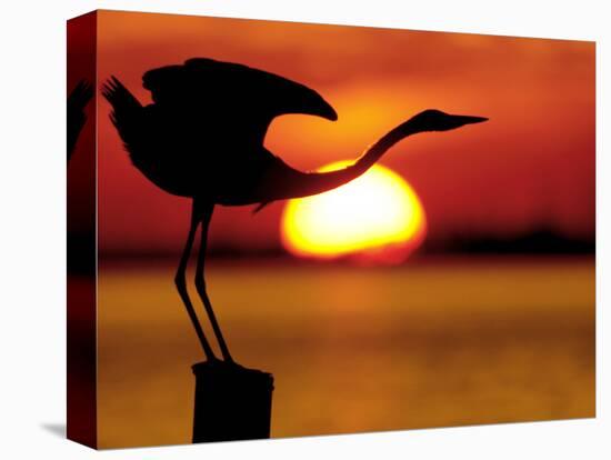 Silhouette of Great Blue Heron Stretching Neck at Sunset, Fort De Soto Park, St. Petersburg-Arthur Morris.-Stretched Canvas