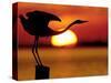 Silhouette of Great Blue Heron Stretching Neck at Sunset, Fort De Soto Park, St. Petersburg-Arthur Morris.-Stretched Canvas