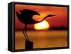 Silhouette of Great Blue Heron Stretching Neck at Sunset, Fort De Soto Park, St. Petersburg-Arthur Morris.-Framed Stretched Canvas
