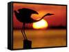 Silhouette of Great Blue Heron Stretching Neck at Sunset, Fort De Soto Park, St. Petersburg-Arthur Morris.-Framed Stretched Canvas