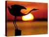 Silhouette of Great Blue Heron Stretching Neck at Sunset, Fort De Soto Park, St. Petersburg-Arthur Morris.-Stretched Canvas